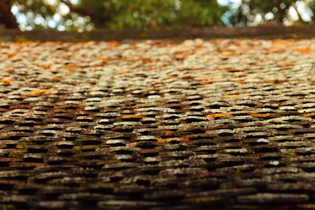 Moss growing on an aging asphalt shingle roof in Champaign, IL